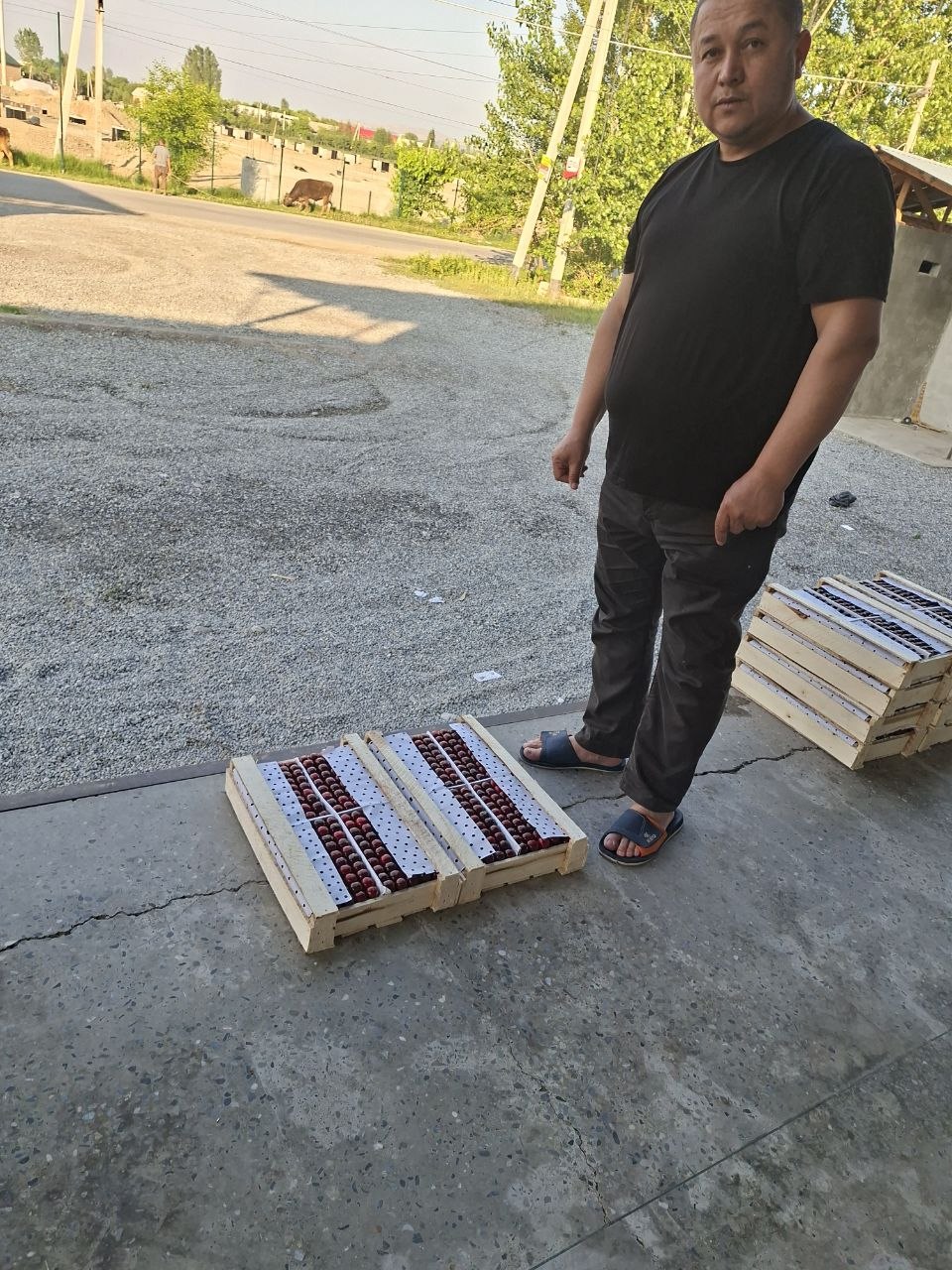 Narimon faoliyati 12